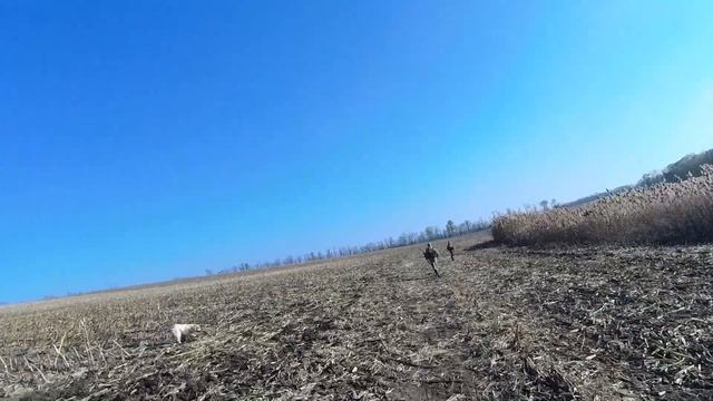 Охота на фазана. Кубань 2022. часть 2 смотреть онлайн