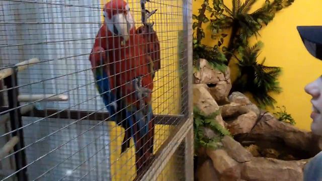 Кормлю ару смотреть онлайн