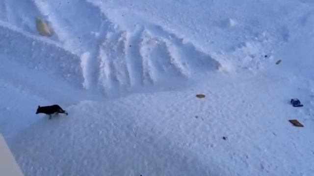 Белого медведя отпугивают питардами от жилых домов смотреть онлайн