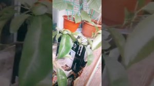 лето а на лоджии у меня подсолнух растет