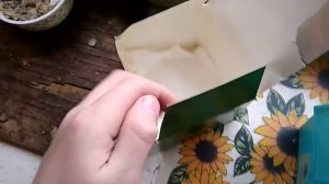 Выпуск птенца синицы на волю