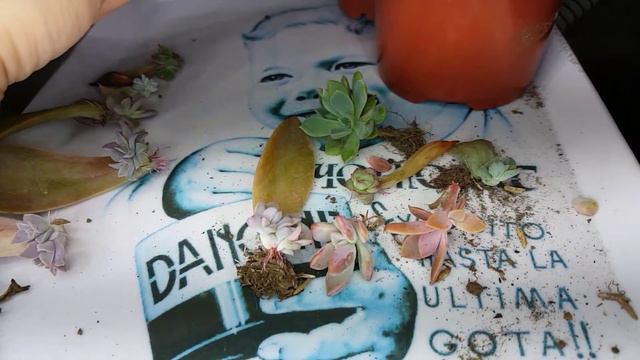 🌱😍Dicotomia y Crestaciones|INFORMACION,DIFERENCIAS Y CUIDADOS! смотреть онлайн