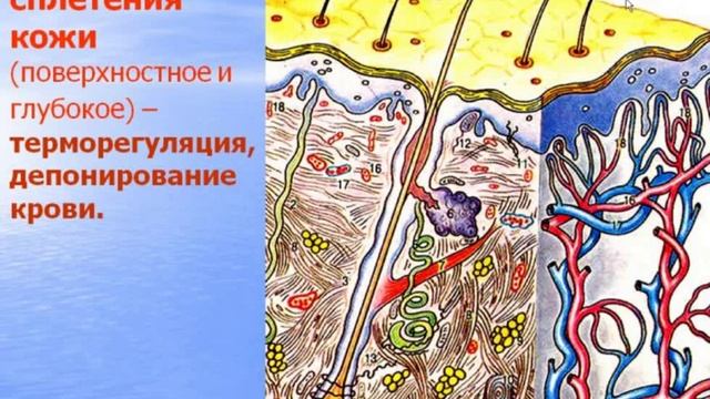 Кожа и ее производные. Видео лекция С.М.Зиматкин (23)