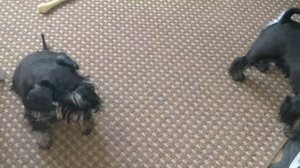 Цвергшнауцер и игрушки,какие надо покупать!