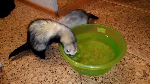 Хорек занимается дайвингом в тазике смотреть онлайн