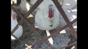 Наше хозяйство: Разведение индюшек породы Виктория