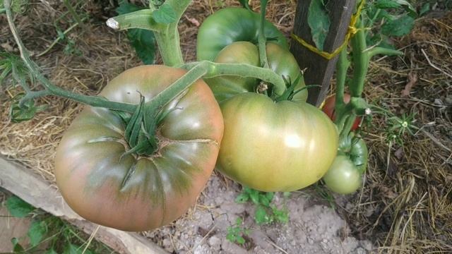 Проверенные вкусные  и крупноплодные  сорта  томатов для теплиц
