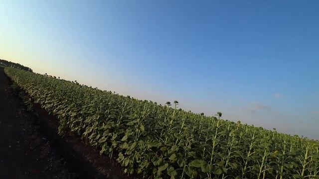 Серж Дур-Дачник. ПОДСОЛНУХ - ЦВЕТОК СОЛНЦА. Вечер 26 июня 2019 год. В полях. смотреть онлайн