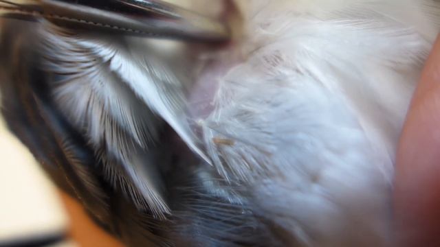 Пухопероеды у голубя: диагностика и лечение / Pigeon louse treatment