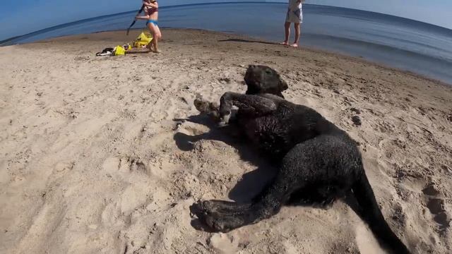 Три ночи в палатке на берегу моря с семьёй и собакой. Отдых на море. смотреть онлайн