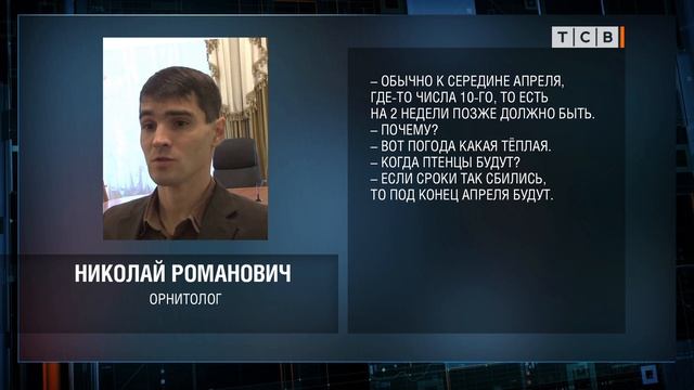 Лебеди ждут пополнения смотреть онлайн