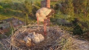 Аист на крыше