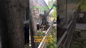 Ломовоз в работе. Бережёт ваши спины и экономит цепи на бензопилах.