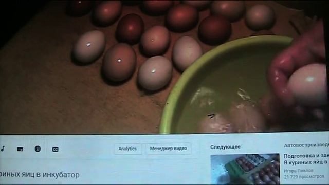 Как вырастить индюка??? часть - 2. Яйцо и инкубация//Секреты хороших урожаев.