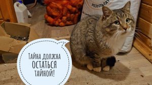 Кот Пуаро пришёл на ужин. Как он прошёл через ворота? Пёс Кубик мешает кошке Морошке