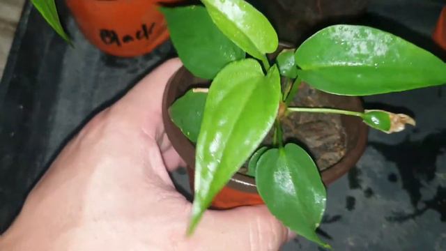 RARE PLANT UPDATE: ANTHURIUM HYBRID SEEDLINGS - Part 2 + Care Tips | MrGibbs Vlogs