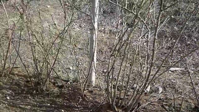1-я весенняя обработка роз, питомник роз Полины Козловой, rozarium.biz