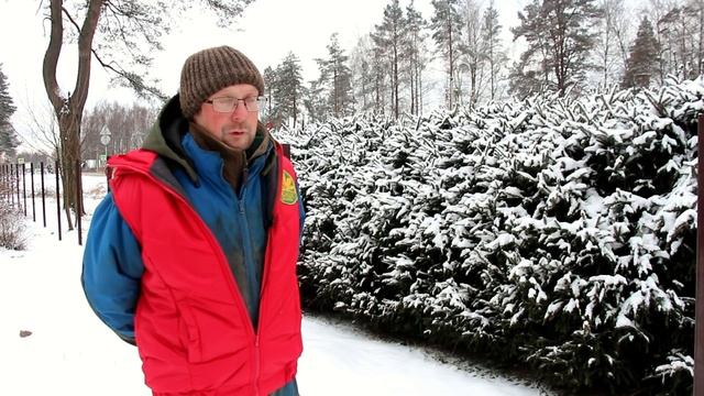 Живая изгородь из хвойных пород