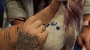 Креативный груминг от Романа Фомина, Фестиваль груминга в Самаре