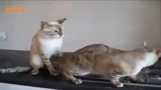 Cats Mating Videos *** Care And Protection Of Rare Species Of Cats *** Cats Fuuny