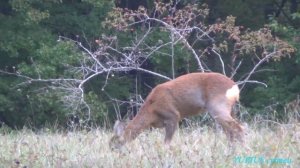 Дикая коза / Косуля в Крымских горах