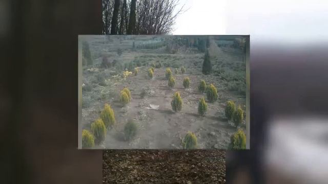 Стрижка посадка хвойних декоративних рослин