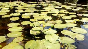 Как почистить место для рыбалки, спуска лодки, купания от водорослей, зарослей травы, кувшинок