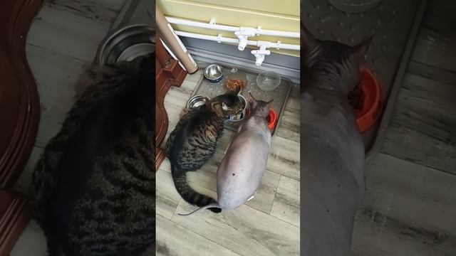 коты кушают,#сфинкс,#дача,#обед