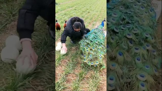 Peahen laying an egg | Peacock Egg Hatching | Peacock Dance