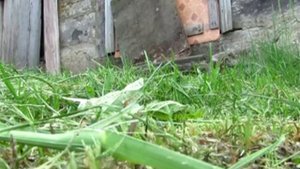 Пули пиротехнические "БЛИК" 4,5мм