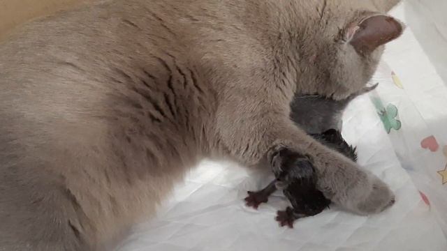 #144 Кошка родила котят окрасом ни в маму ни в папу (#британские #кошки #happy #cats #сара #sara) смотреть онлайн