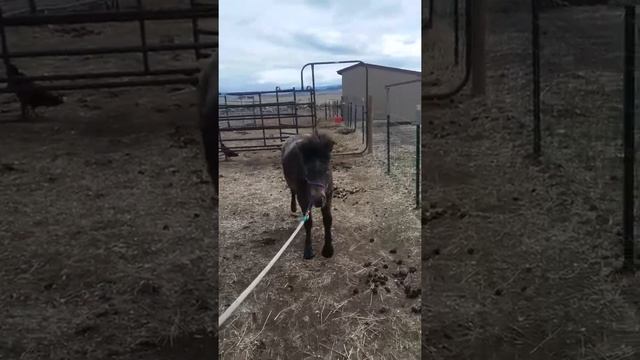 Bonnie's Styrofoam Boots смотреть онлайн