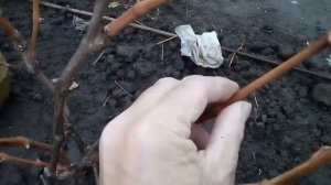 ВИНОГРАД ТУЛА ." АРКАДИЯ" ,СКОЛЬКО ВРЕМЕНИ ХРАНЯТСЯ ЯГОДЫ ВИНОГРАДА!