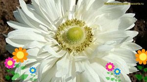 Анемона махровый Маунт Эверест. Краткий обзор, описание характеристик Mount Everest