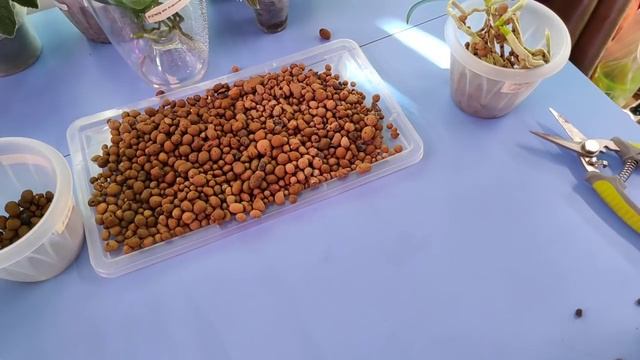 19.05.21.ОРХИДЕИ Black Bird и Zambia групповая посадка. смотреть онлайн