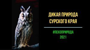 2019-2021 Первозданная природа Сурского края