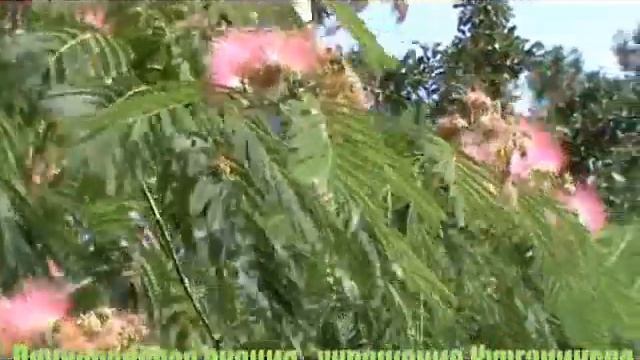 Ленкоранская акация - украшение Курганинска смотреть онлайн