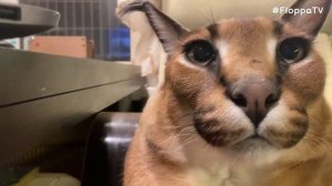 Big Floppa Kerr : Gosha Has a Cute Voice : Caracal