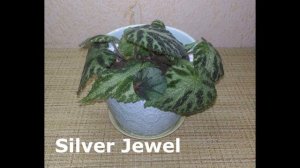 Мои декоративно - лиственные бегонии с названиями