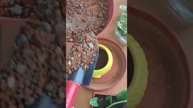 Peperomia (Part-2) | Peperomia propagation with update | Peperomia | Peperomia Scandens | смотреть онлайн