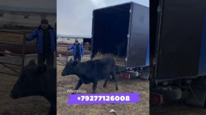 Продажа Чистокровного Скота из России ??Порода Абердин Ангус. Быки, бычки, коровы, тёлочки.Экспорт
