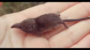 Самые маленькие животные