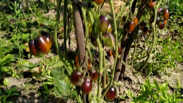 Томат ? Атомный Виноград Бреда (Brad's Atomic Grape). смотреть онлайн