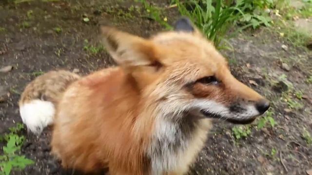 Ли Сяо / Alice the Fox Лиса Алиса (Ошейник для лисы и побег от собак) смотреть онлайн