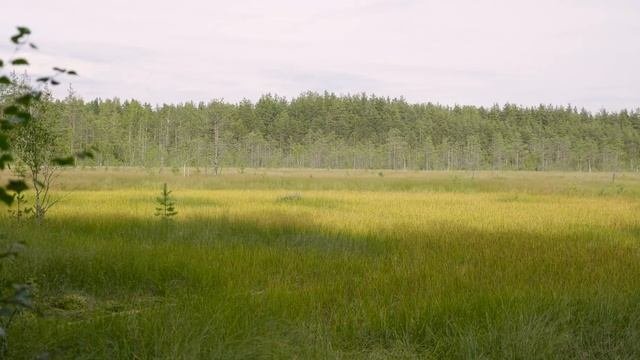 Экологическая тропа Сестрорецкое болото