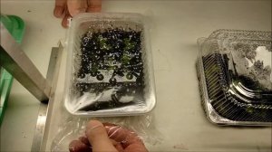 Теплички для аквариумных растений на подоконнике.