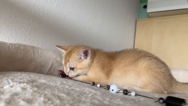 ? КОТЯТА ЗОЛОТАЯ ШИНШИЛЛА В ЖАРУ?GOLDEN KITTENS?