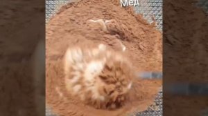 🍌 Легкий десерт с бананом и какао