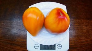 Orange Russian Томат Русский оранжевый