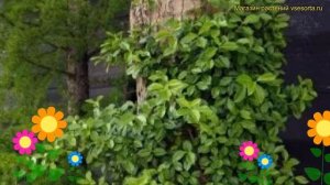 Бересклет форчуна. Краткий обзор, описание характеристик euonymus fortunei coloratus
